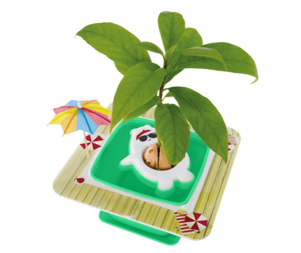 Cute Avocado Tree Growing Kit with Pot