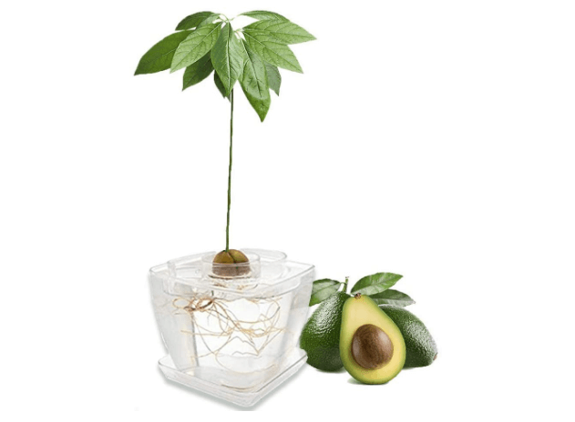 Kitchen Tools and Gadgets for Avocado Tree Growing Kit