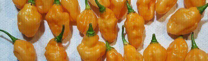 Habanero Pepper Home Grown