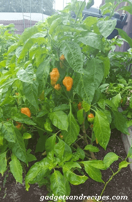 Habanero Pepper Plant