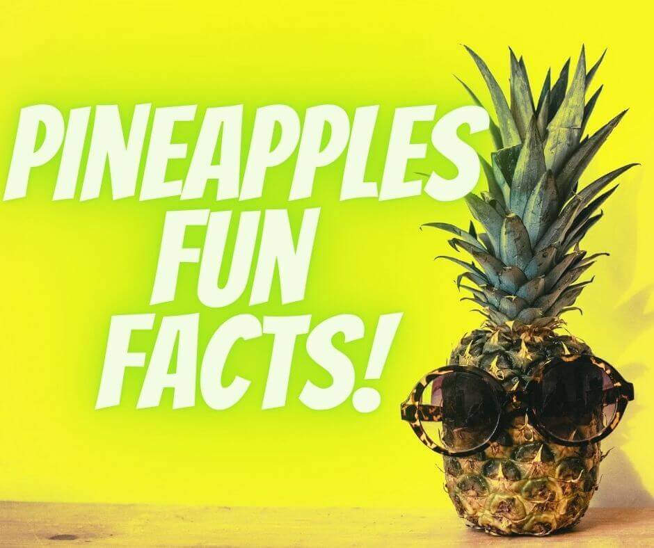 Pineapples Fun Facts